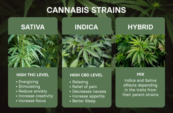 indica vs sativa vs hybrid